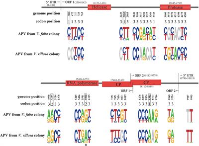 Mutation in the RNA-Dependent RNA Polymerase of a Symbiotic Virus Is Associated With the Adaptability of the Viral Host